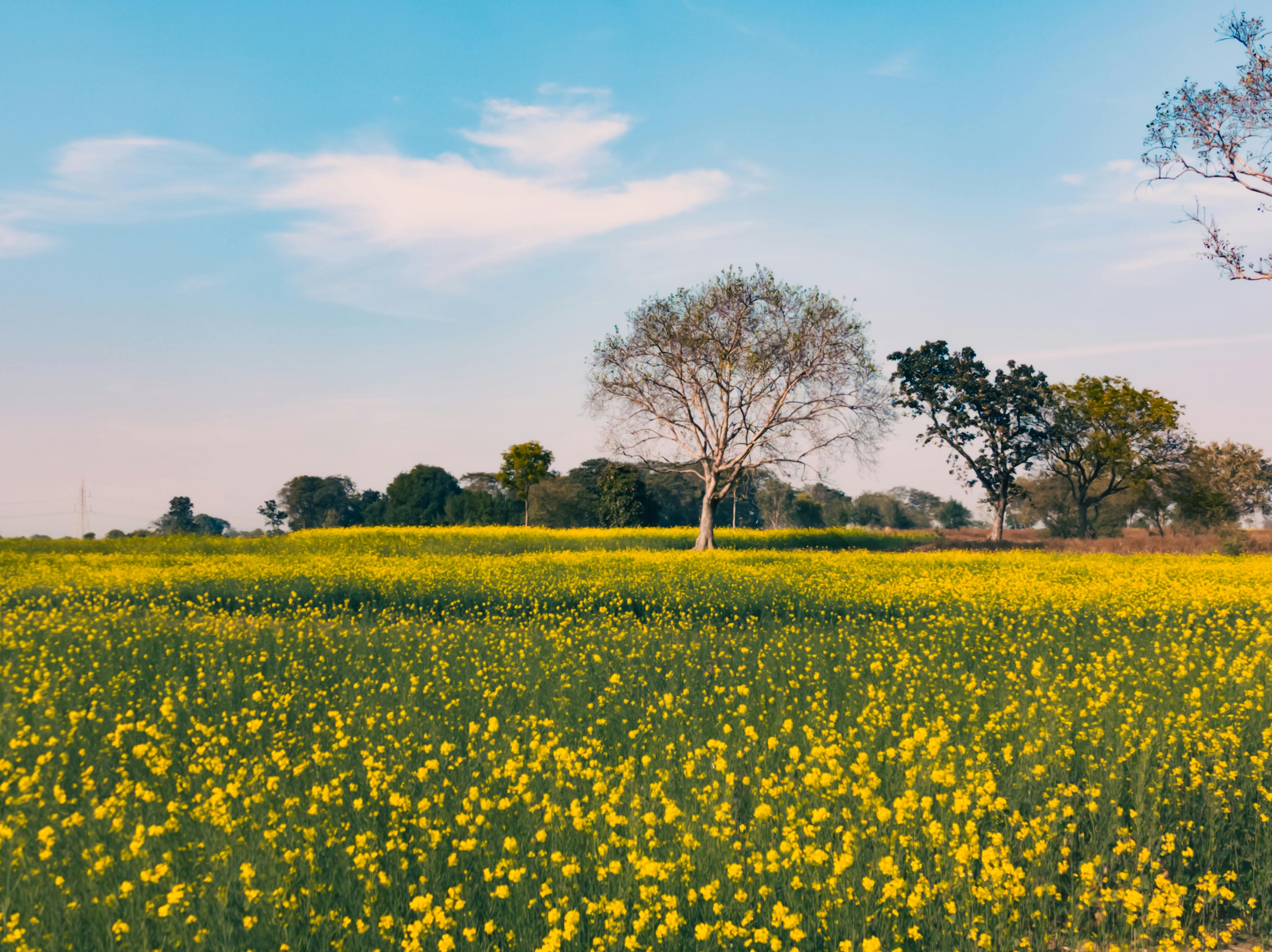 Is the Landlord Responsible for Landscaping and Lawn Maintenance in Virginia?